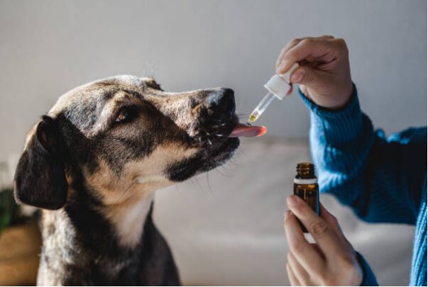 L’Homéopathie Vétérinaire : Un Regard Approfondi